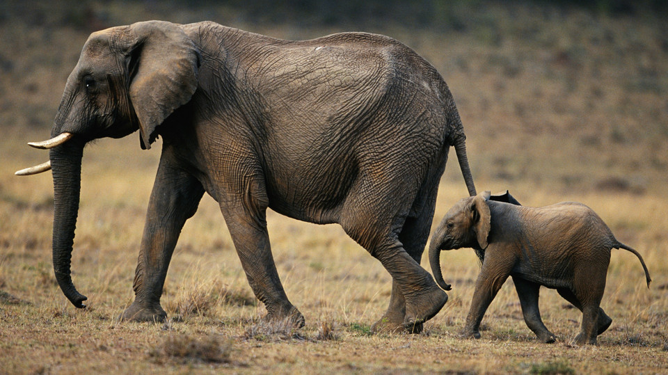 Sport v Afghánistánu