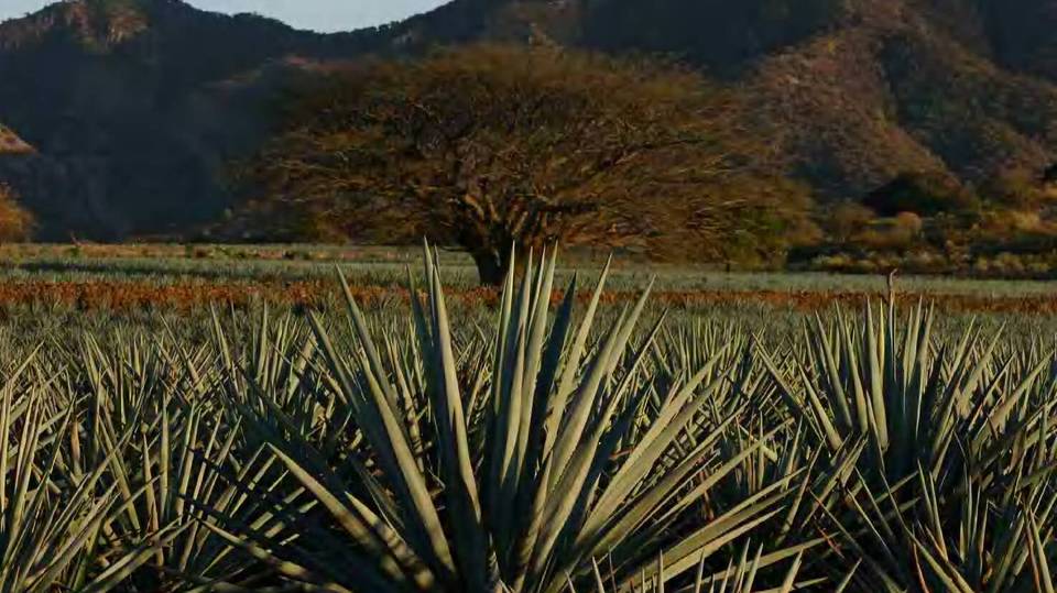 Tequila: Příběh jedné kultury (4)