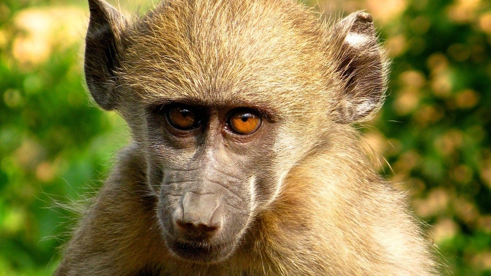 Ze života paviánů