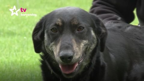 Barandov pomáhá - Ashley