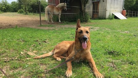 Barrandov pomáhá - Dinosaurus