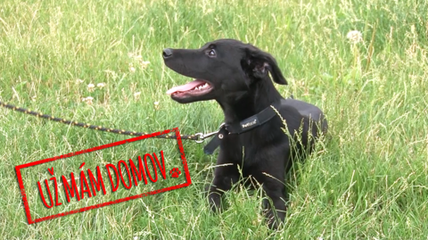 Barrandov pomáhá - Bady