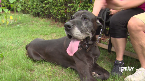 Barrandov pomáhá - Black