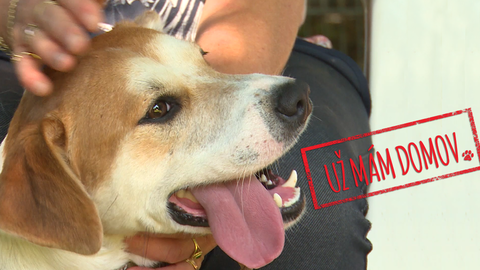 Barrandov pomáhá - Daník