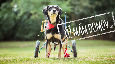 Barrandov pomáhá - Líza