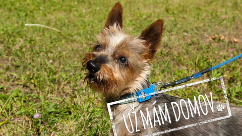 Barrandov pomáhá - Vojta