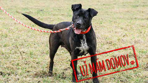 Barrandov pomáhá - Chilli