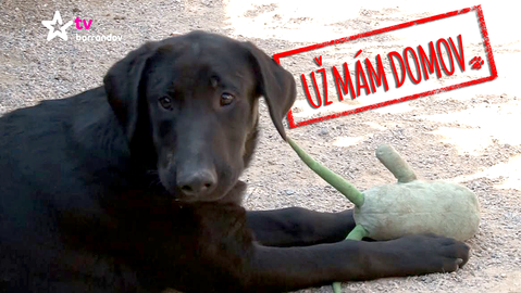 Barrandov pomáhá - labradoří sestry