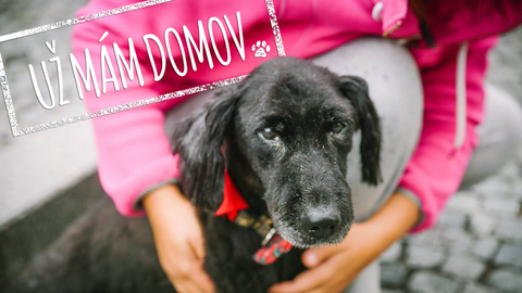 Barrandov pomáhá - Jeffrey