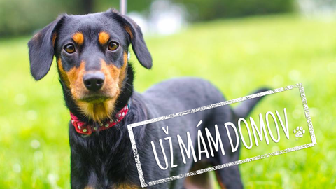 Barrandov pomáhá - Ťapina