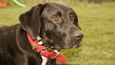 Barrandov pomáhá - Arny