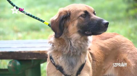 Barrandov pomáhá - Andělka