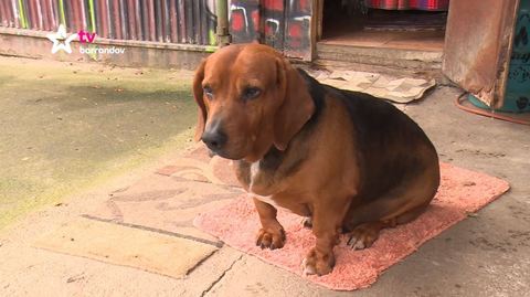 Barrandov pomáhá - Hifi