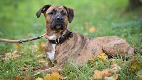 Barrandov pomáhá - Brix