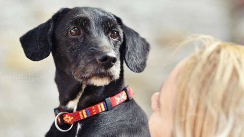 Barrandov pomáhá - Tedík