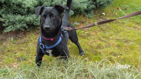 Barrandov pomáhá - Bruno