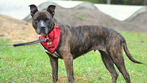 Barrandov pomáhá - Kora