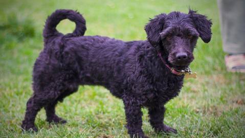 Barrandov pomáhá - Šarlotka