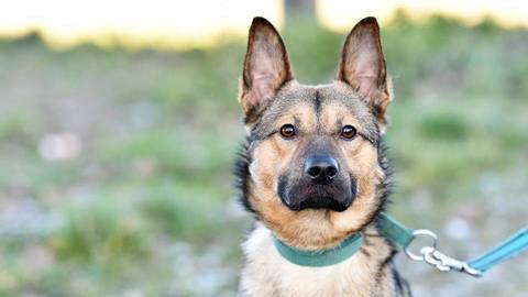 Barrandov pomáhá - Floky