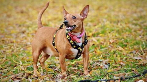 Barrandov pomáhá – Barunka