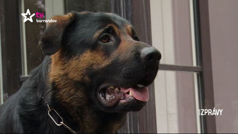 Barrandov pomáhá - Bax