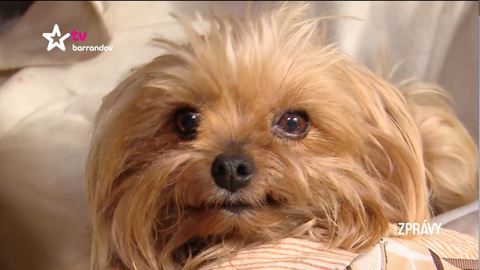 Barrandov pomáhá - Šanelka