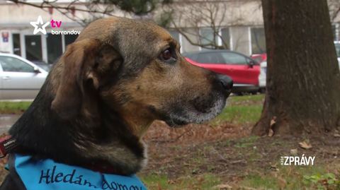 Barrandov pomáhá - Dexter