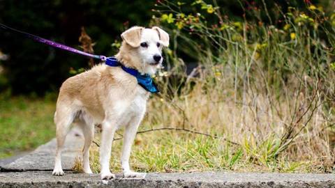 Barrandov pomáhá - Deník