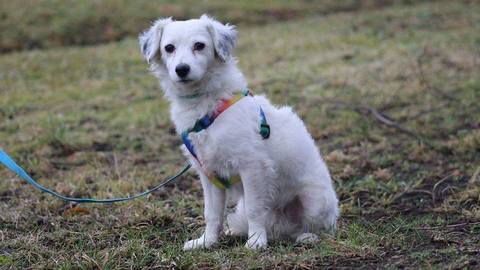Barrandov pomáhá - Maxík
