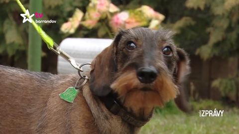 Barrandov pomáhá - Ozzy