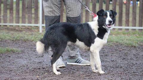 Barrandov pomáhá - Wally