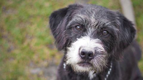 Barrandov pomáhá –Šiva