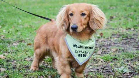 Barrandov pomáhá - Frost