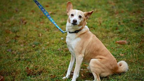 Barrandov pomáhá – Bertík