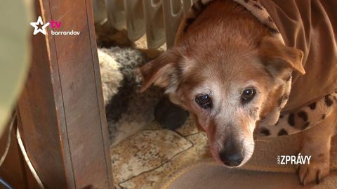 Barrandov pomáhá – Darinka