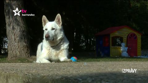 Barrandov pomáhá – Marley