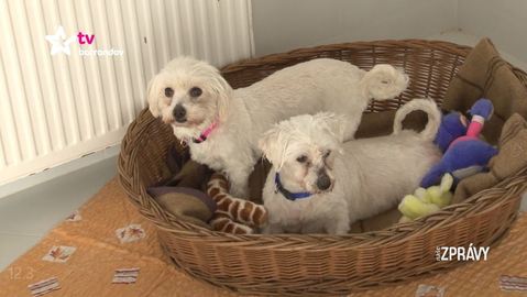 Barrandov pomáhá - Bambína a Bany