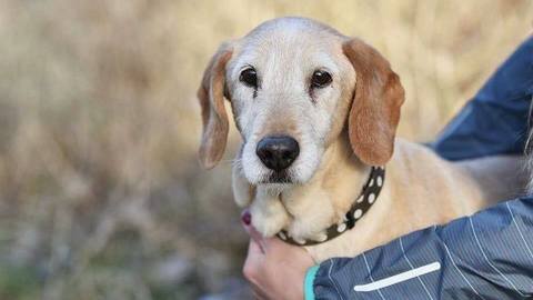 Barrandov pomáhá - Kryšpín