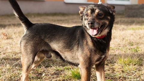 Barrandov pomáhá - Matýsek