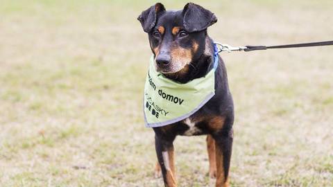 Barrandov pomáhá - Rolfík