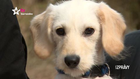 Barrandov pomáhá - Míša