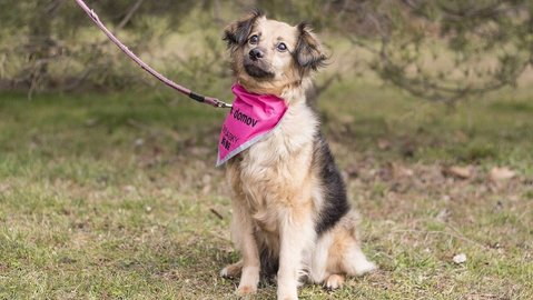 Barrandov pomáhá - Dorotka