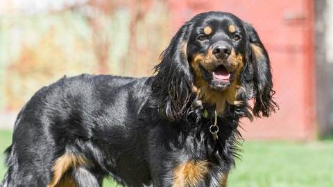 Barrandov pomáhá - Dino