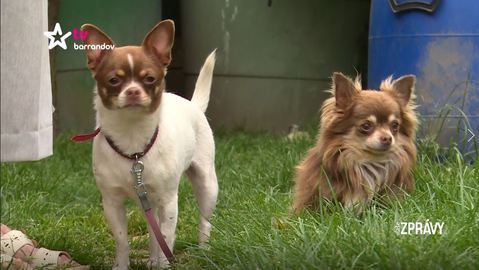 Barrandov pomáhá - Čivavy Lily a Sam