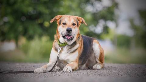 Barrandov pomáhá - Dusty