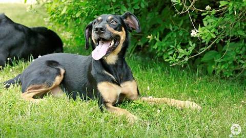 Barrandov pomáhá - Marley