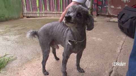 Barrandov pomáhá - Koudy