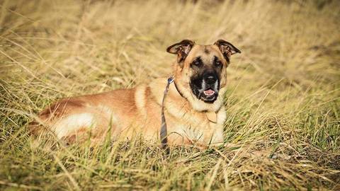 Barrandov pomáhá - Apollo