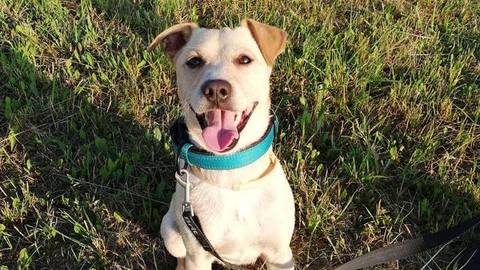 Barrandov pomáhá - Dusty