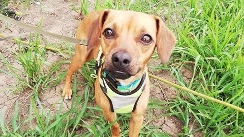 Barrandov pomáhá - Sam